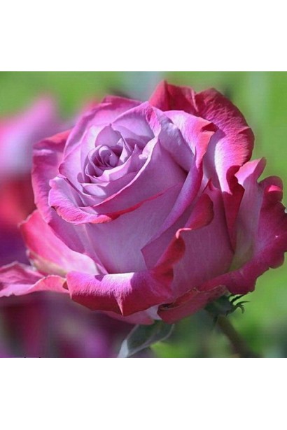 Бутон розы Дипп Уотер крупным планом